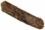Fossil Sauropod Dinosaur (Rebbachisaurus) Tooth - Morocco #332456-1